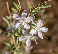 Stephanomeria virgata