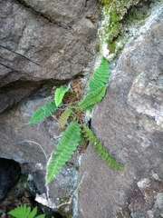Dryopteris fragrans image