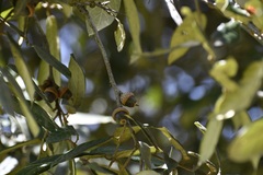 Quercus × dysophylla