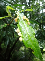 Dynopsylla pinnativena