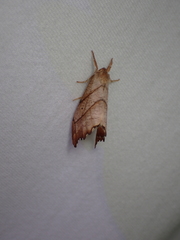Drepana bilineata