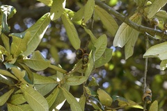 Quercus × dysophylla