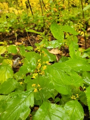 Solidago flexicaulis