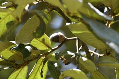 Quercus × dysophylla