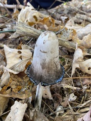 Coprinus