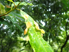 Dynopsylla pinnativena