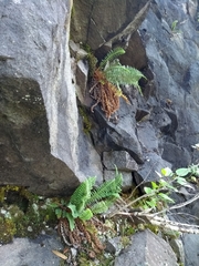 Dryopteris fragrans image