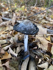 Coprinus