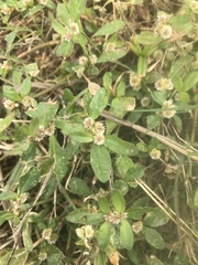 Alternanthera bettzickiana