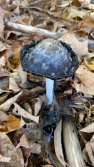 Coprinus