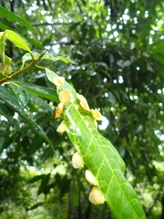 Dynopsylla pinnativena