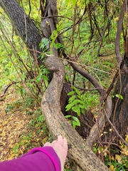 Wisteria sinensis
