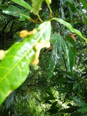 Dynopsylla pinnativena