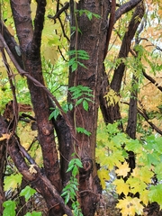Wisteria sinensis