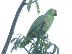 Amazona autumnalis