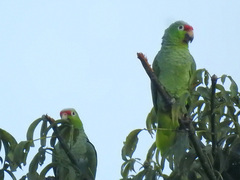 Amazona autumnalis