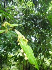 Dynopsylla pinnativena