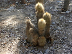 Trichocereus tarijensis