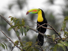 Ramphastos sulfuratus