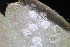 Aleyrodes shizuokensis