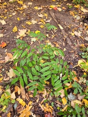 Wisteria sinensis