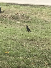 Acridotheres javanicus