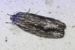 Agriophara gravis