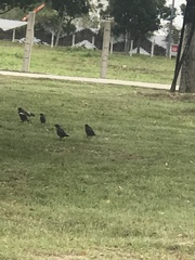 Acridotheres javanicus