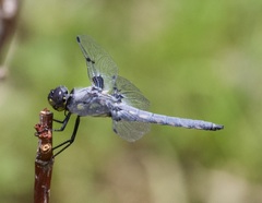 Libellula nodisticta