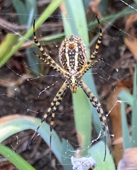 Argiope