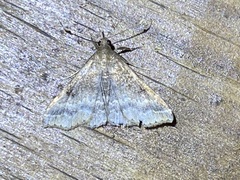 Renia discoloralis