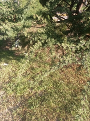 Vachellia farnesiana