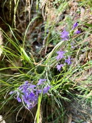 Lobelia puberula