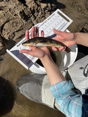 Catostomus catostomus