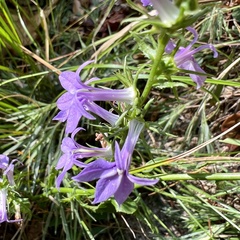 Lobelia puberula