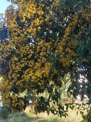 Koelreuteria bipinnata
