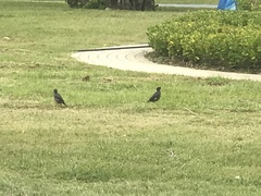 Acridotheres tristis