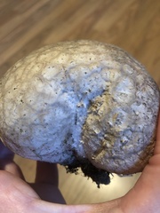 Calvatia cyathiformis