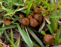 Psilocybe
