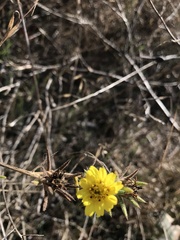 Centromadia fitchii