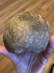 Calvatia cyathiformis