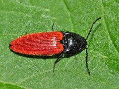 Ampedus sanguineus