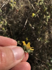 Centromadia fitchii