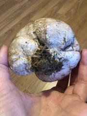 Calvatia cyathiformis