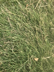 Paspalum vaginatum