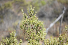 Ornithostaphylos oppositifolia