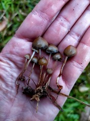 Psilocybe