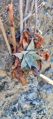 Dudleya arizonica