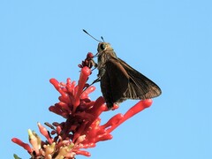 Asbolis capucinus