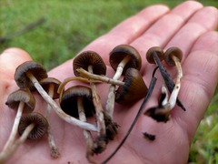 Psilocybe